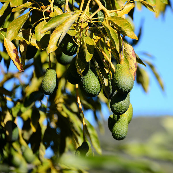 Avokádo Premium (zrelé) - Pestovanie | KULAUshop.sk
