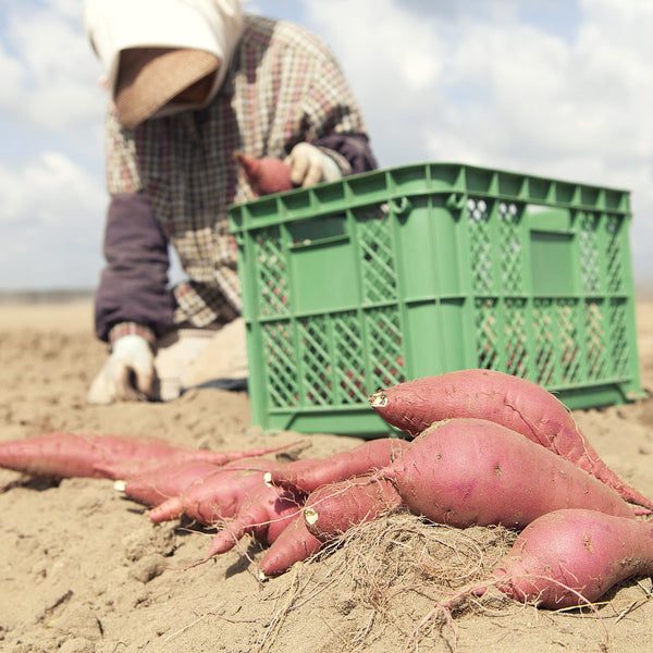 Sladké zemiaky BATÁTY Premium - pestovanie | KULAUshop.sk