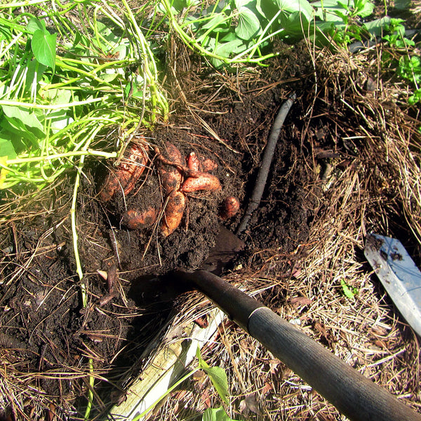 Sladké zemiaky BATÁTY Premium - vykopávanie | KULAUshop.sk