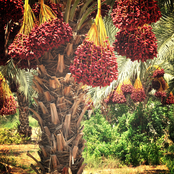 Medjoul datle, plantáž | KULAUshop.sk