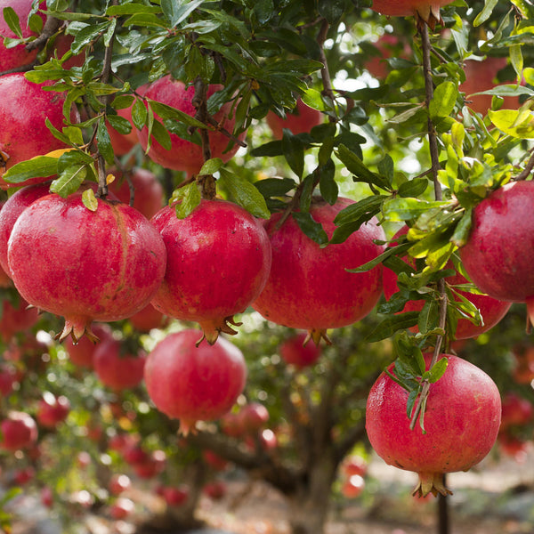 Granátové jablko - plantáž | KULAUshop.sk