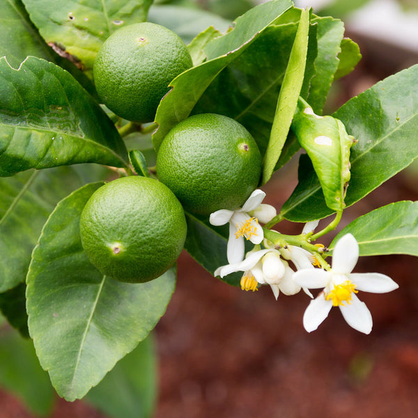 Limety Tahiti Premium - Pestovanie | KULAUshop.sk