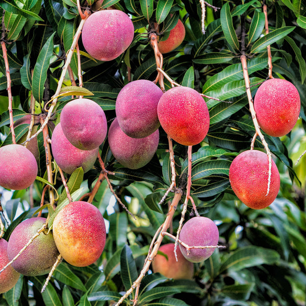 Mango Premium - Mangovník | KULAUshop.sk