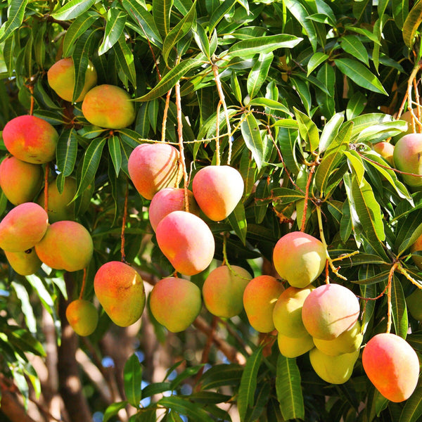 Mango Premium - Pestovanie | KULAUshop.sk