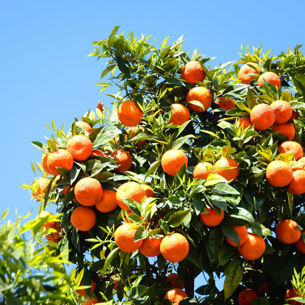 Pomaranč NAVEL Premium - plantáž | KULAUshop.sk