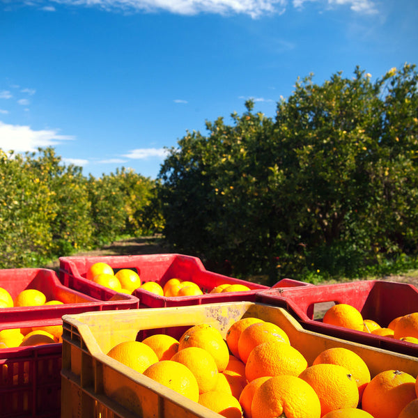 Pomaranč NAVEL Premium - zber úrody | KULAUshop.sk