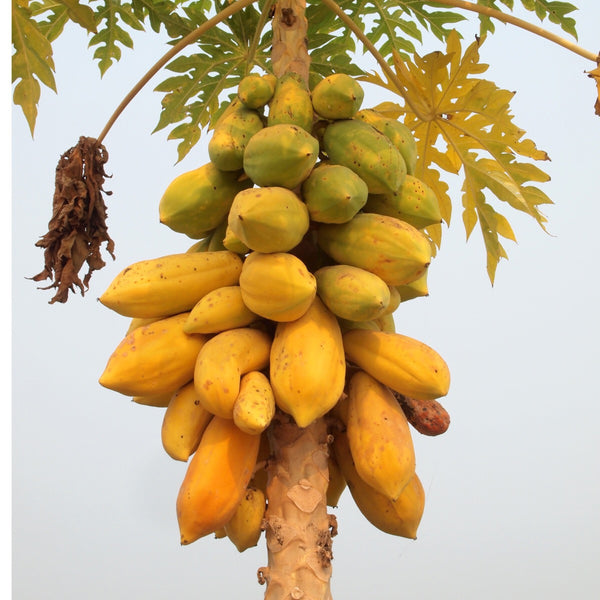 PAPAYA FORMOSA pestovanie | KULAUshop.sk
