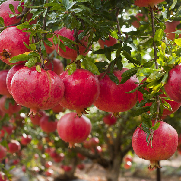 Granátové jablko - Pestovanie | KULAUshop.sk